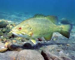 Image result for Micropterus