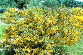 Image result for Cytisus scoparius