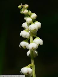 Attēlu rezultāti vaicājumam “Pyrola minor flower”