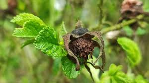 Attēlu rezultāti vaicājumam “Centaurea scabiosa bud”