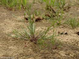 Attēlu rezultāti vaicājumam “Juncus bufonius bud”