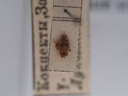 Attēlu rezultāti vaicājumam “Psallus sp. imago”