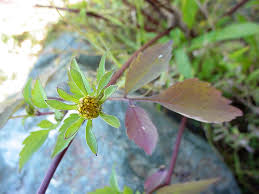 Attēlu rezultāti vaicājumam “Bidens frondosa flower”