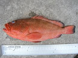 Image result for Epinephelus guttatus