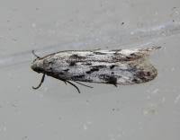 Attēlu rezultāti vaicājumam “Carpatolechia proximella”