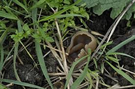 Attēlu rezultāti vaicājumam “Peziza vesiculosa”