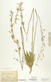 Attēlu rezultāti vaicājumam “Silene chlorantha”