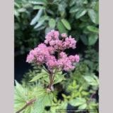 Attēlu rezultāti vaicājumam “Eupatorium cannabinum flower”