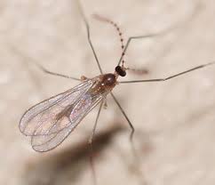 Attēlu rezultāti vaicājumam “Cecidomyiidae”