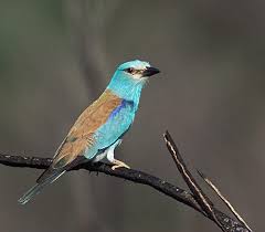 Attēlu rezultāti vaicājumam “Coracias garrulus adult”