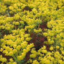 Attēlu rezultāti vaicājumam “Euphorbia cyparissias flower”