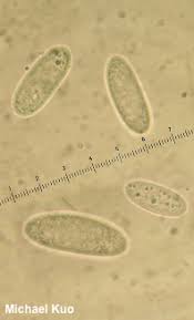 Attēlu rezultāti vaicājumam “Urnula craterium”