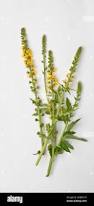 Image result for Agrimonia eupatoria