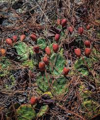 Attēlu rezultāti vaicājumam “Liriodendron tulipifera fruit”