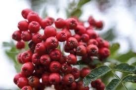 Attēlu rezultāti vaicājumam “Sorbus”