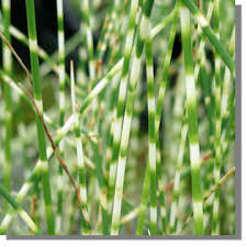 Attēlu rezultāti vaicājumam “Schoenoplectus lacustris subsp. glaucus bud”