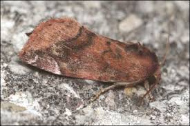 Attēlu rezultāti vaicājumam “Cosmia pyralina”