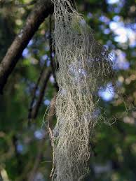 Attēlu rezultāti vaicājumam “Bryoria capillaris”