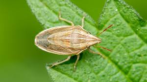 Attēlu rezultāti vaicājumam “Aelia acuminata”