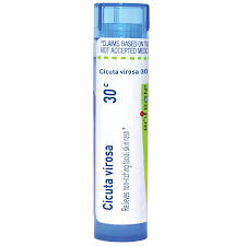 Attēlu rezultāti vaicājumam “Cicuta virosa”