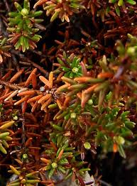 Attēlu rezultāti vaicājumam “Empetraceae”