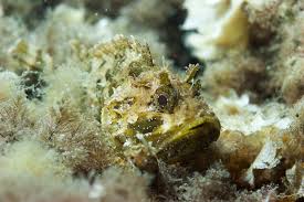 Image result for Scorpaena porcus