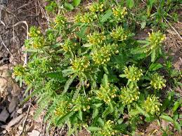 Attēlu rezultāti vaicājumam “Pedicularis palustris fruit”