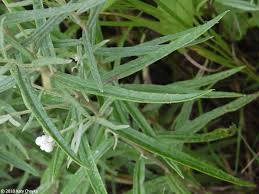 Attēlu rezultāti vaicājumam “Anaphalis margaritacea leaf”