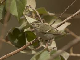 Image result for Phylloscopus humei