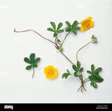 Attēlu rezultāti vaicājumam “Potentilla reptans flower”