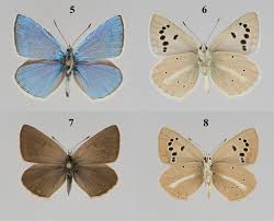 Attēlu rezultāti vaicājumam “Agrodiaetus damon underside”