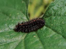 Attēlu rezultāti vaicājumam “Spiris striata”