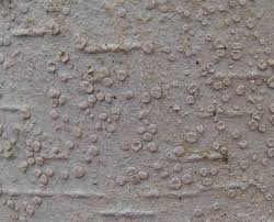 Attēlu rezultāti vaicājumam “Lecanora albella”