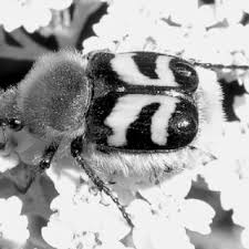 Attēlu rezultāti vaicājumam “Ostoma ferruginea”