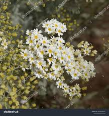 Image result for Chrysanthemum ptarmiciflorum