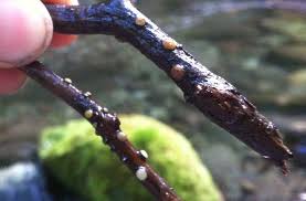 Attēlu rezultāti vaicājumam “Vibrissea decolorans”