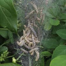 Attēlu rezultāti vaicājumam “Yponomeuta evonymella larva”