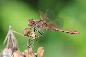Attēlu rezultāti vaicājumam “Sympetrum vulgatum male”