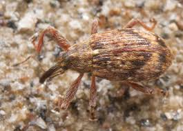 Attēlu rezultāti vaicājumam “Anthonomus phyllocola”