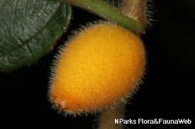 Attēlu rezultāti vaicājumam “Thymus pulegioides fruit”