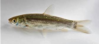 Image result for Ctenopharyngodon idella