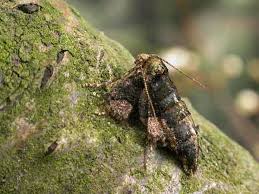 Attēlu rezultāti vaicājumam “Agriopis marginaria”