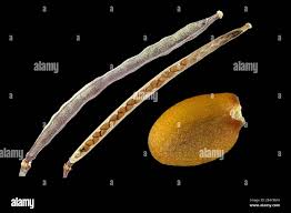 Attēlu rezultāti vaicājumam “Diplotaxis muralis fruit”