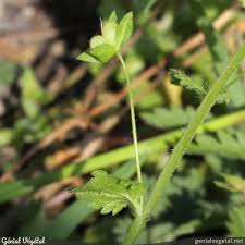 Attēlu rezultāti vaicājumam “Veronica persica fruit”