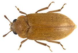 Attēlu rezultāti vaicājumam “Byturidae”