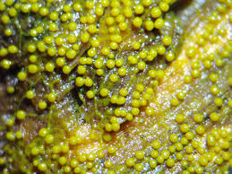 Attēlu rezultāti vaicājumam “Physarum flavicomum stalked”