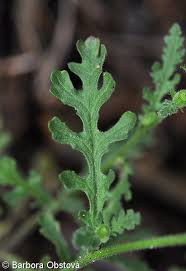 Attēlu rezultāti vaicājumam “Senecio viscosus fruit”
