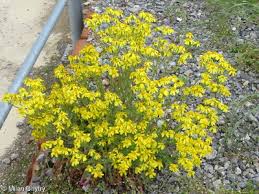 Attēlu rezultāti vaicājumam “Senecio vernalis leaf”