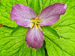 Attēlu rezultāti vaicājumam “Dianema nivale macro”