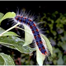 Attēlu rezultāti vaicājumam “Eriogaster lanestris larva”